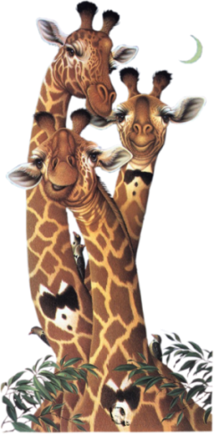 Żyrafy-PNG - żyrafa 6.png