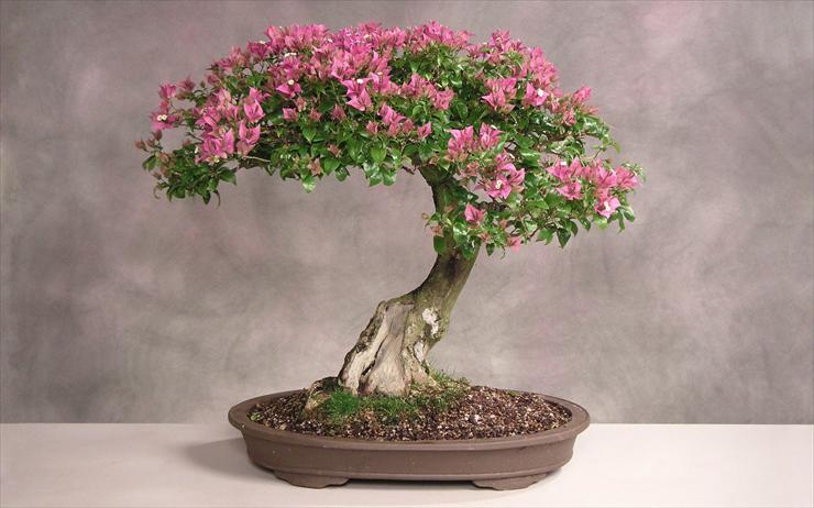 bonsai kwitnące - bonsai.jpg