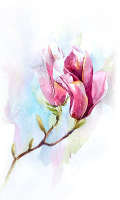 Kwiaty - Magnolia_by_Boo_the_hamster.jpg