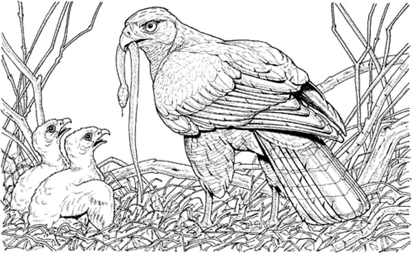 Orzeł, sokół, sęp drapieżne - orzeł - kolorowanka ptaki 10.gif