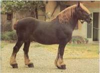 RASY KONI - Włoski koń zimnokrwisty.jpg