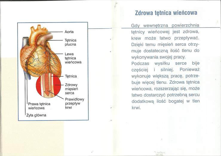Choroba wieńcowa - Zdrowa tętnica wieńcowa.jpg