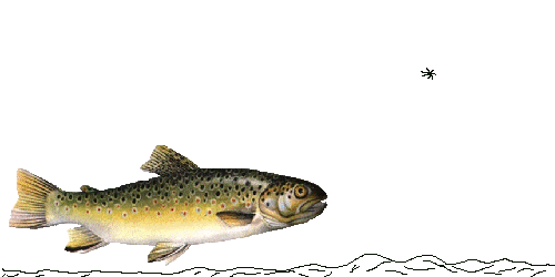 Gify - trout.gif