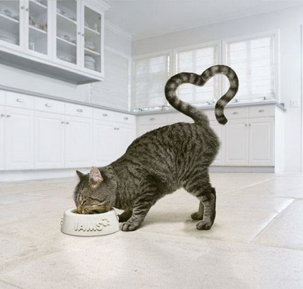 kotki - cat-food-ad.jpg