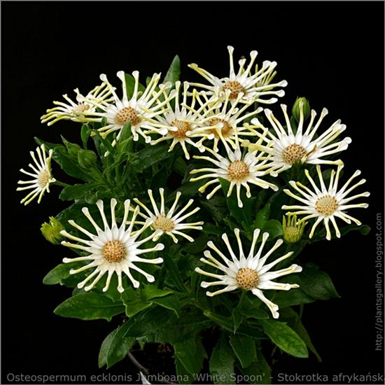 Rośliny zielne - Osteospermum ecklonis Jamboana White Spoon - stokrotka afrykańska plantsgallery.blogspot.com.JPG