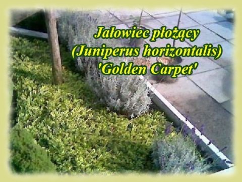 Rośliny - Golden Carpet.jpg