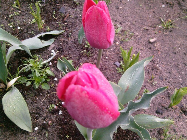 Tulipany-2014 - Zdjęcia-0041.jpg