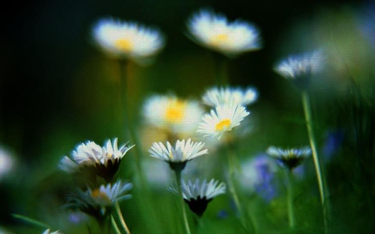 Flowers, Grass - Daisies.jpg