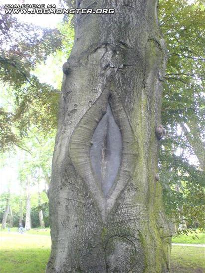 obrazki,zdjęcia itp - drzewo samica.bmp