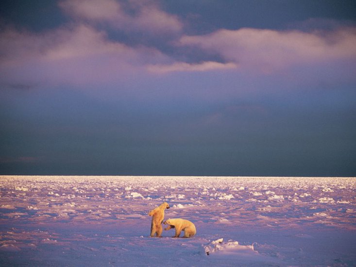 ALBUM NATIONAL GEOGRAPHIC - polar-bears-canada-nicklen_43458_990x742.jpg