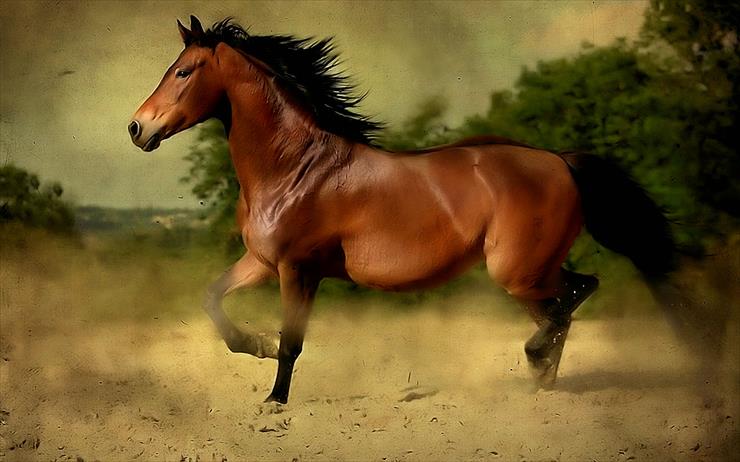 KONIE - horses - 20154o 60.jpg