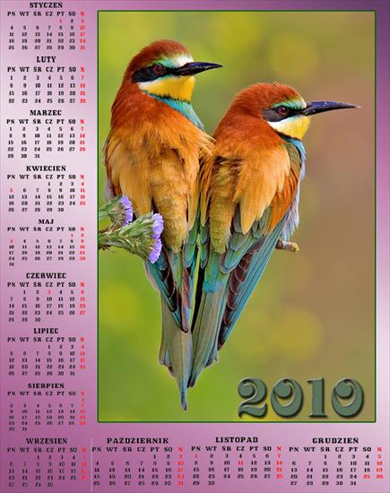Kalendarze z ptakami - Bez nazwy 85.jpg