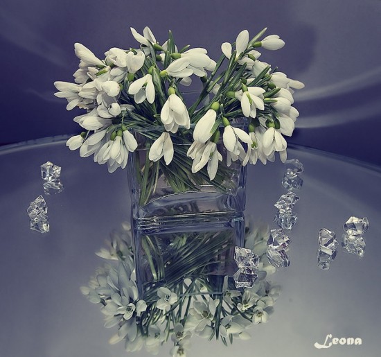 wiosenne - sensi-flowers--My-Flowers--Kwiaty--flovers_large.jpg